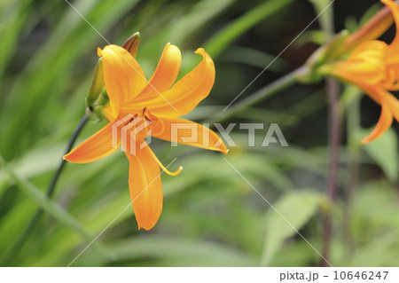 ニッコウキスゲ（ゼンテイカ） 10646247