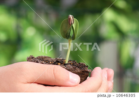 ひまわりの発芽 子供の手の写真素材