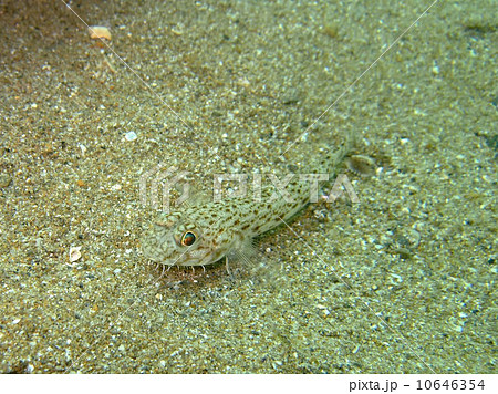 サビハゼ 10646354