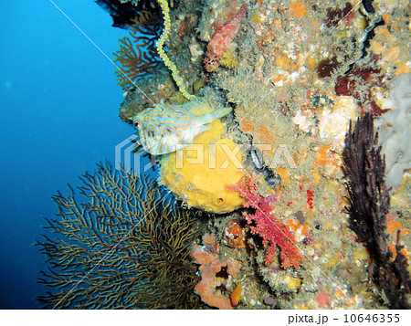 シマウミススメ シマウミススメ 10646355