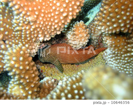 セダカギンポ セダカギンポ 10646356