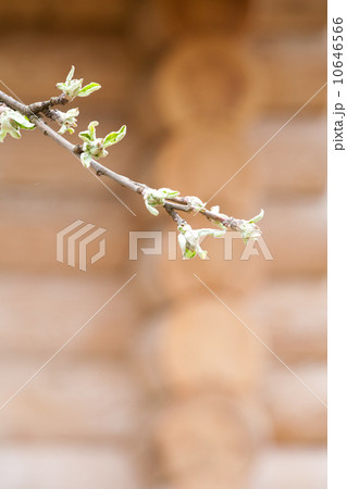 village spring 10646566