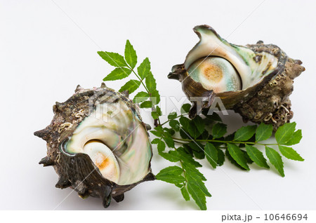 サザエ サザエ 10646694