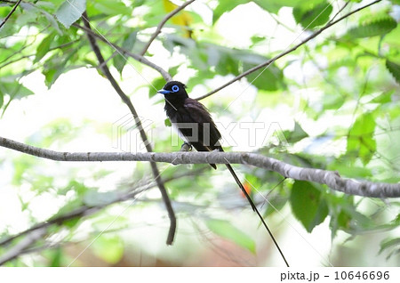 サンコウチョウ 10646696