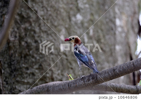 コムクドリ コムクドリ 10646806