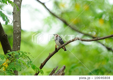 コムクドリ コムクドリ 10646808