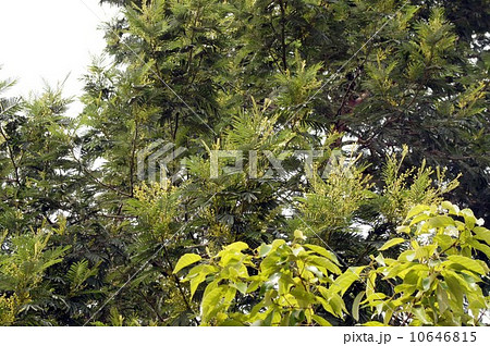 モリシマアカシアの花 10646815