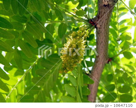 サイカチ サイカチ 10647110