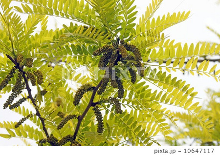 サイカチ 10647117