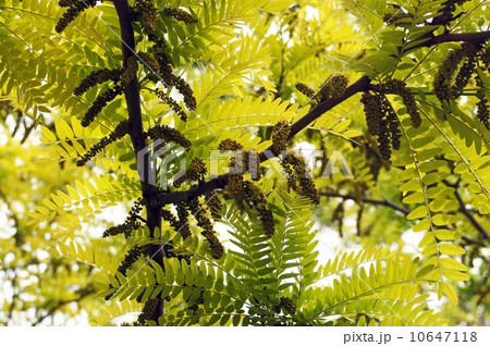 サイカチ 10647118