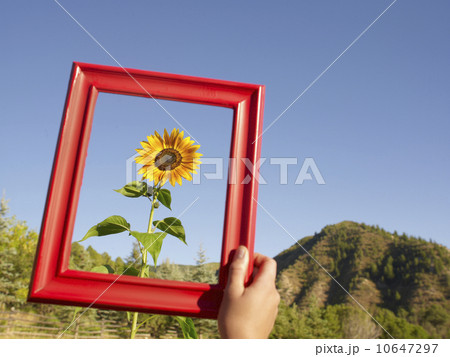 USA, Colorado, Human hand holding picture frame in front of sunflower 10647297