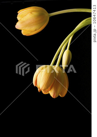 Studio shot of yellow tulips Studio shot of yellow tulips 10647413