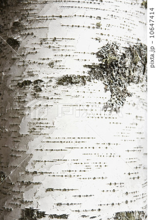 Birch bark Birch bark 10647414