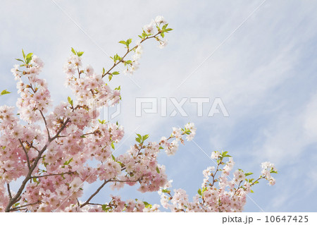 Pink cherry tree blossoms 10647425