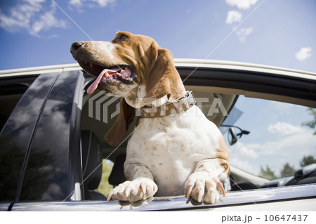 Dog looking through car window 10647437