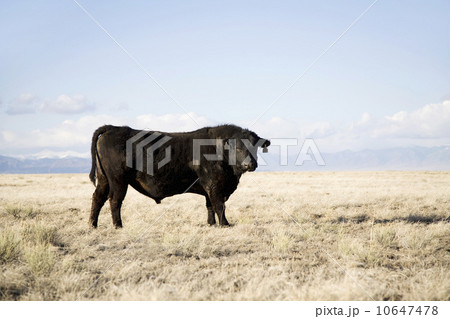 Bull standing in field 10647478