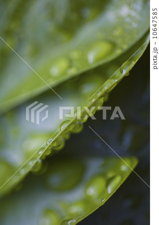 Close-up of raindrops on green leaves 10647585