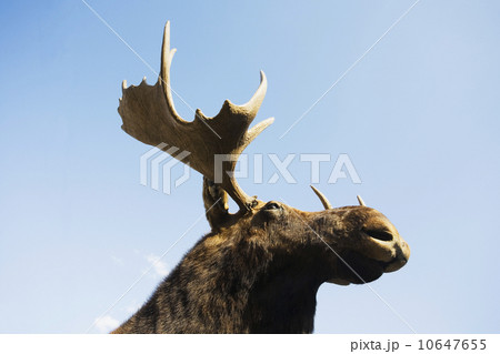 USA, New York State, Moose head against blue sky, low angle view 10647655