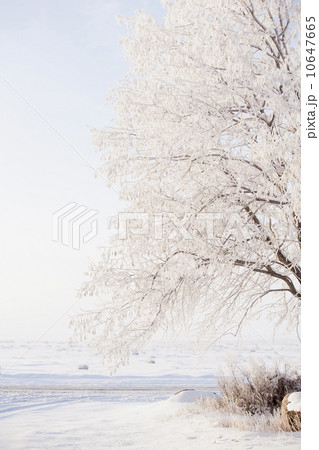 Winter landscape 10647665