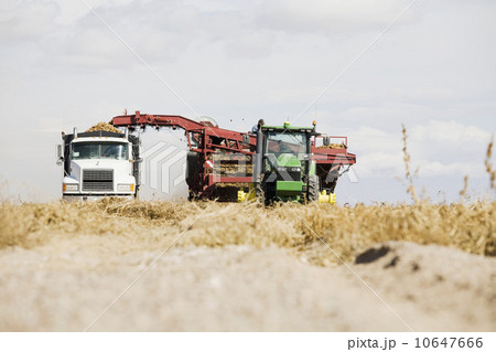 Harvesting potatoes Harvesting potatoes 10647666
