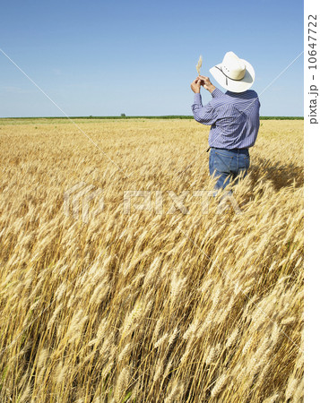 Farmer standing in wheat field Farmer standing in wheat field 10647722