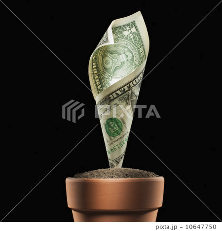 Money plant 10647750