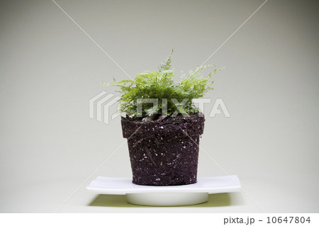 Fern without flower-pot Fern without flower-pot 10647804