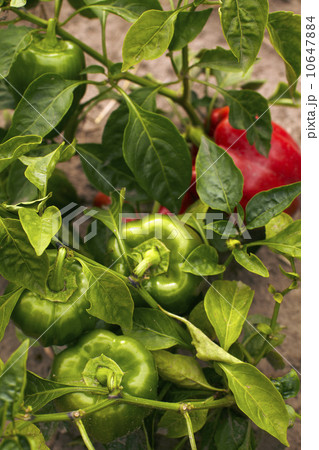Bell pepper growing on field Bell pepper growing on field 10647884
