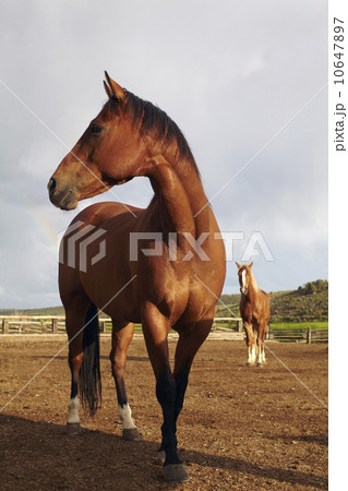 Horses on field Horses on field 10647897