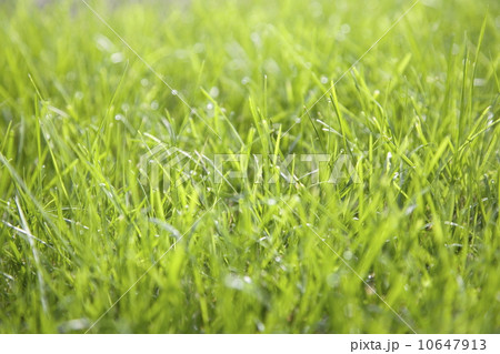 Close-up of grass 10647913