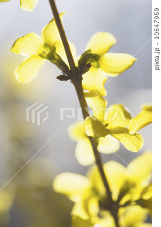 Yellow flowers 10647969