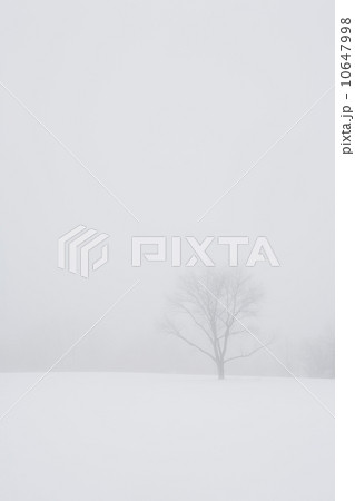 USA, New Jersey, Lonely tree in winter scenery 10647998