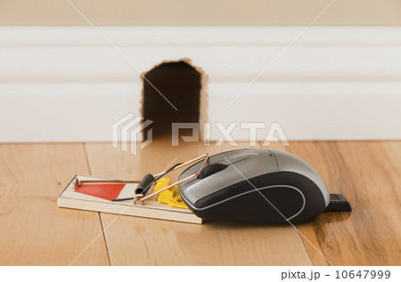 Computer mouse trapped in  mousetrap 10647999