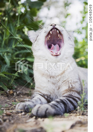 Cat yawning 10648049