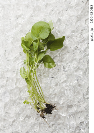 Fresh leafs on white background 10648068