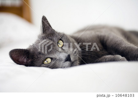 Close-up of gray cat 10648103