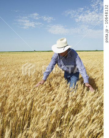 Farmer standing in wheat field Farmer standing in wheat field 10648132