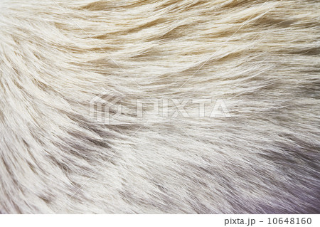 Fur Fur 10648160