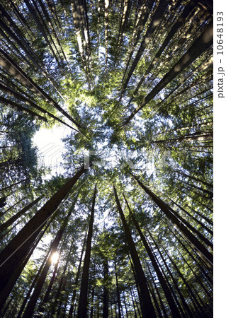 Low angle view of hemlock grove 10648193