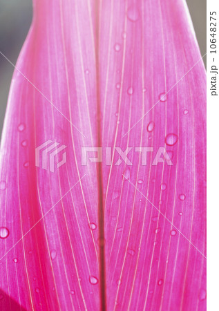 Close up of tropical plant Close up of tropical plant 10648275