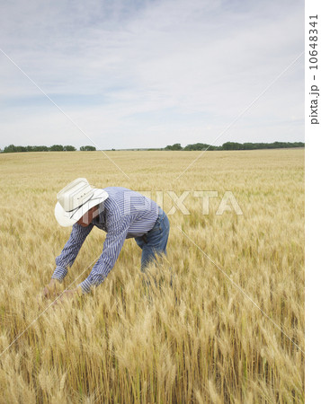 Farmer standing in wheat field 10648341