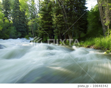 USA, Colorado, Mountain creek in forest 10648342