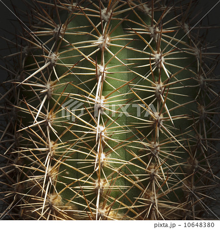 Prickly thorns on cactus 10648380