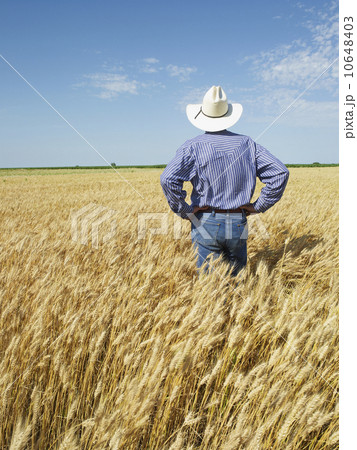 Farmer standing in wheat field Farmer standing in wheat field 10648403