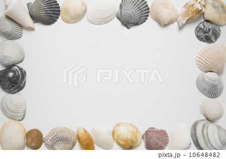 Seashells in shape of picture frame Seashells in shape of picture frame 10648482