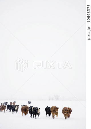 Cows walking in snow 10648573