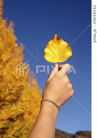 Hand of woman holding up yellow leaf 10648582