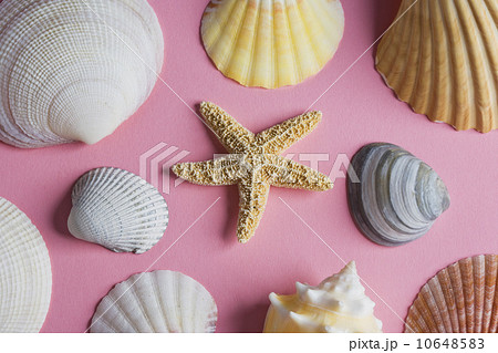 Sea shells 10648583