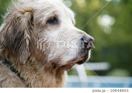 Senior dog looking away Senior dog looking away 10648603