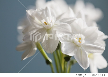 Close-up view of white flower Close-up view of white flower 10648611